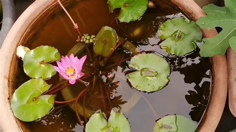 陽台種蓮花風水